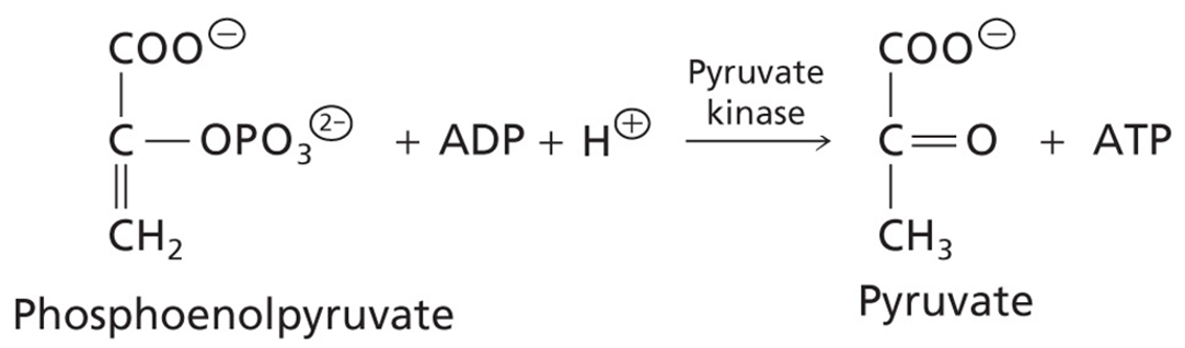 <p>Phosphoenolpyruvate converted to Pyruvate</p><p>Enzyme: Pyruvate Kinase: A transferase</p><p>2nd ATP produced</p>