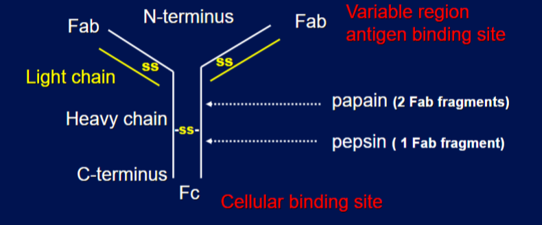 <p>Y-shaped, protein molecule that binds to a specific antigen to neutralize or mark it for destruction. It consists of two identical heavy chains and two identical light chains connected by disulfide bonds. top is variable region antigen binding site and bottom is cellular binding state </p>