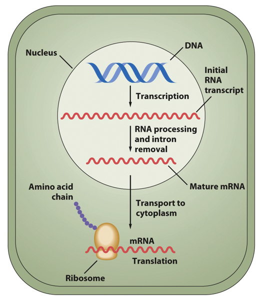 <ul><li><p><span>DNA&nbsp;—&gt; RNA&nbsp;—&gt; Protein</span></p></li><li><p><span>Genes encoded in DNA are transcribed into messenger (mRNA) and then translated into proteins which perform the majority of the cell functions</span></p></li></ul><p></p>