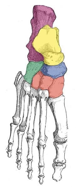 <p>posterior aspect of the foot consist of seven bones that form the midfoot and rearfoot, playing a crucial role in walking and balance. </p>