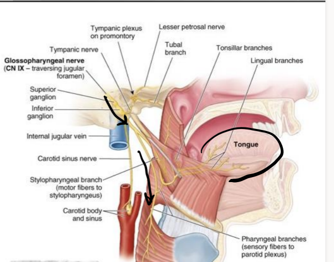 <p>CN IX - both</p><p>o: medulla</p><p>p: jugular foramen</p><p>f:</p><ul><li><p>motor: stylopharyngeous m. + parasympathetic</p></li><li><p>sensory: taste; posterior 1/3 of tongue + general sensation - post 1/3 tongue of pharynx</p></li></ul>