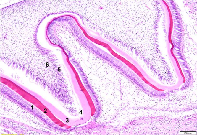 <p>4</p>