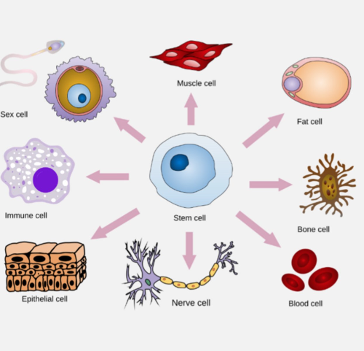 <p>Foundational cells</p><p>Do not have specific cell function yet</p>