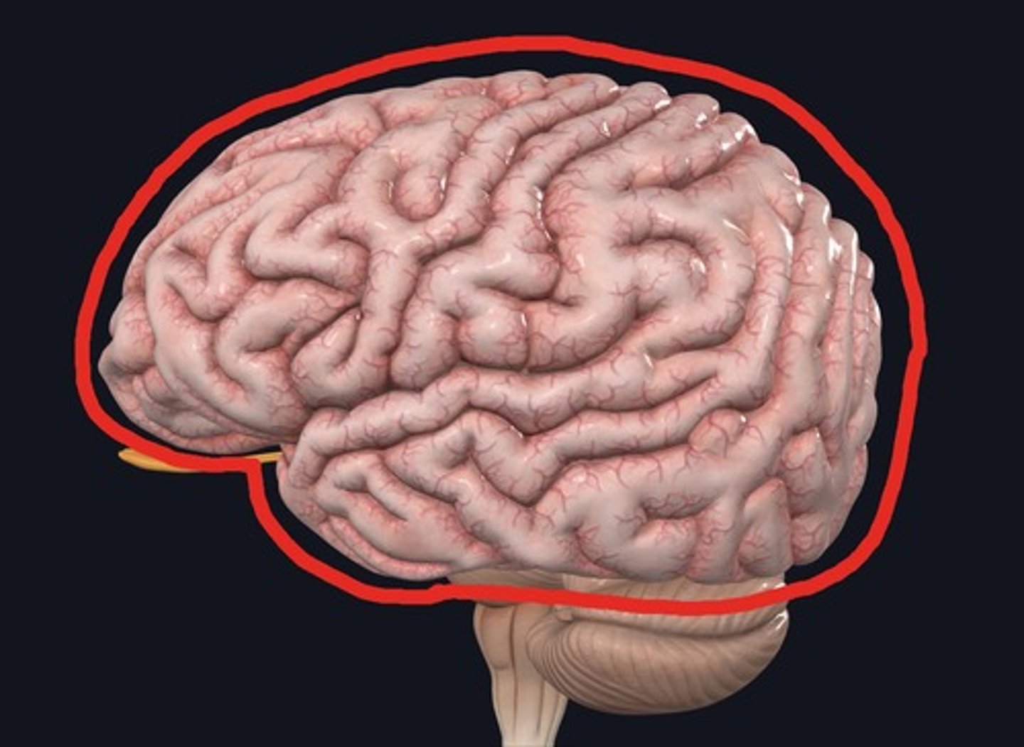 <p>What is the name for the entire structure outlined in red?</p>
