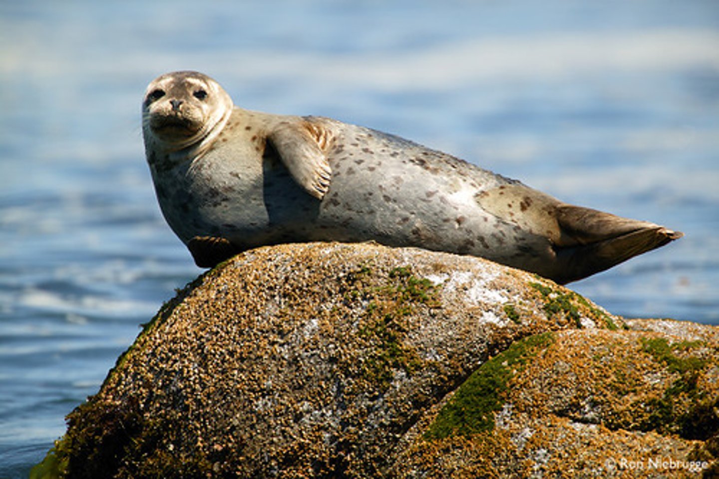 <p>True or earless seals</p>