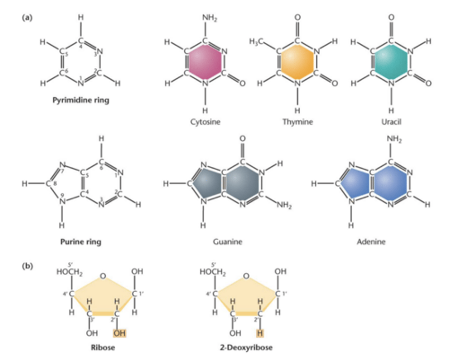 <p>- two kinds of nitrogenous bases</p><p>-- purines (9 member ring)</p><p>--- adenine (A)</p><p>--- guanine (G)</p><p>-- pyrimidines (6-member ring)</p><p>---Cytosine (C)</p><p>--- Thymine (T)</p><p>--- Uracil (U)</p>