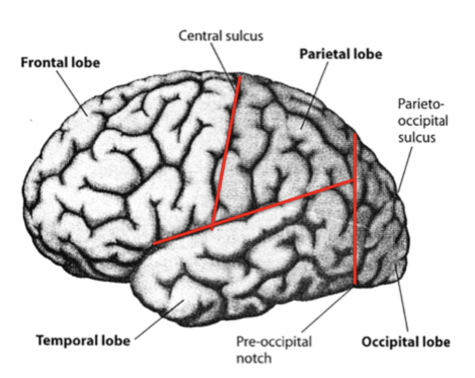 <ul><li><p>convolutions, layer below convolutions</p></li><li><p> Occipital lobe= ONLY visual functions</p></li><li><p>Temporal= auditory, visual and memory</p></li><li><p>Parietal= spatial processing, damage to right parietal= ignore left side</p></li><li><p>Frontal= executive functions, motor, organizing behavior, integrates info, sends motor info to motor cortex</p></li></ul><p></p>
