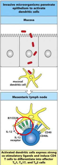 <ul><li><p>full activation of local dendritic cells and their expression of co-stimulatory molecules and pro-inflammatory cytokines (IL12)</p></li><li><p>presentation of antigen to naive CD4 T cells in mesenteric lymph nodes by dendritic cells cause differentiation into effector TH1 and TH2 cells</p></li></ul><p></p>