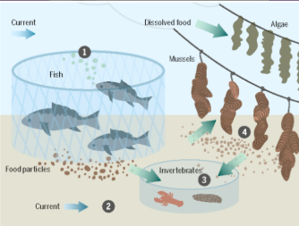 <p><span>in which stage of the pictured fish farm are aqueous toxins most likely to be in the greatest concentration?</span></p>