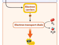 <p> Electron carriers then go to the electron transport chain, and oxidative phosphorylation occurs. Electron carriers donate electrons transport chain, leading to the synthesis of ATP.</p>