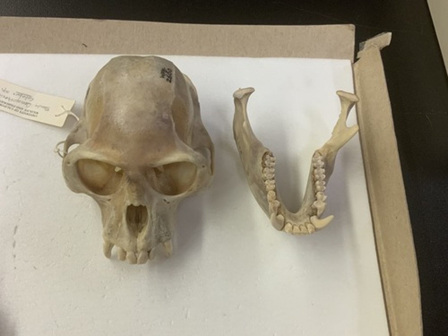 <p>Family, Parvorder, Suborder, Order, Infraclass, Subclass</p><p>-postorbital plate</p><p>-2/2 PM; 5 cheek teeth</p><p>-flat ridge under orbit</p><p>-molars quadritubercular, bilophodont</p><p></p>