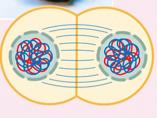 <p>meiosis telophase 1 </p>