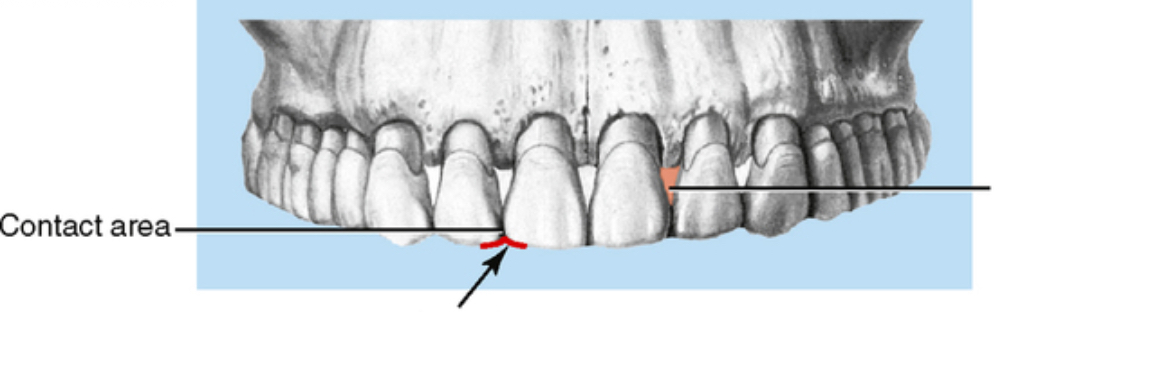 <p>Spot where two teeth touch side by side </p>
