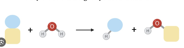 <p>what reaction does this figure display</p>