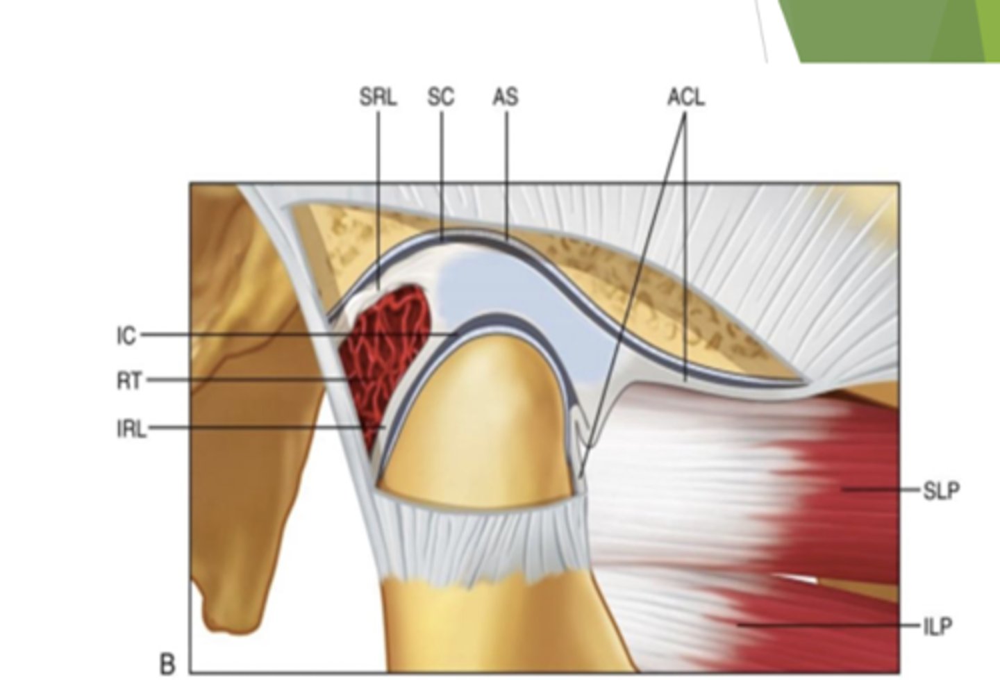<p>superior and inferior </p><p>superior:</p><p>location of there articular eminence </p><p>inferior: </p><p>location of the condyle </p>