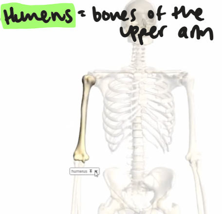 <p>bones of the upper arm </p>