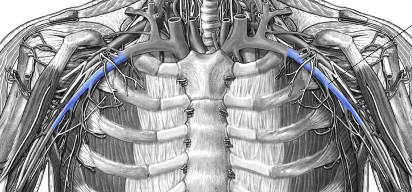 <p>Which veins:</p><ul><li><p>Extends laterally from subclavian vein</p></li><li><p>Inferior &amp; lateral to subclavian vein</p></li><li><p>In armpit region</p></li></ul><p></p>
