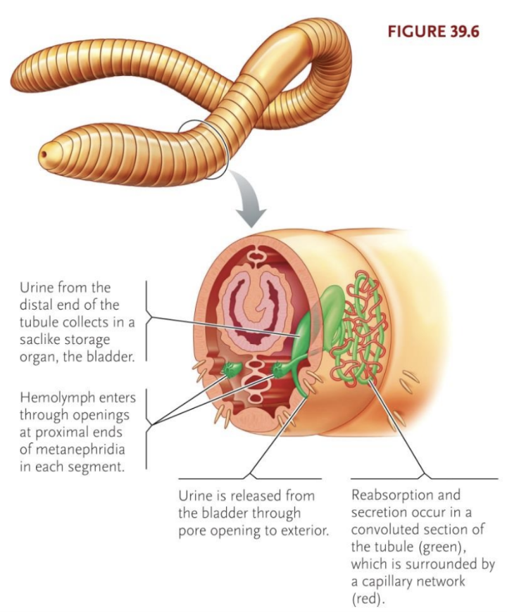 <ul><li><p>Filters coelomic fluid, reabsorption into circulatory system through blood vessels</p></li><li><p>Associated with closed circulatory system</p></li></ul><p></p>