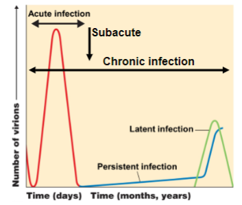 intermediate between acute and chronic