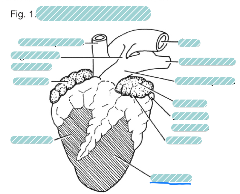 <p>What is the underlined label?</p>