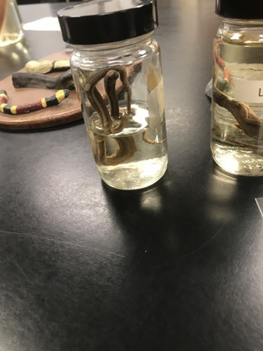 <p>For the following specimen(s), give the entire taxonomy and the name of the specimen(s)</p>