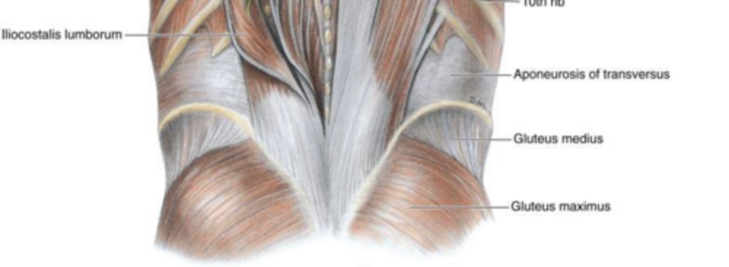 <p>Lumbar arteries (branches of the abdominal aorta).</p>