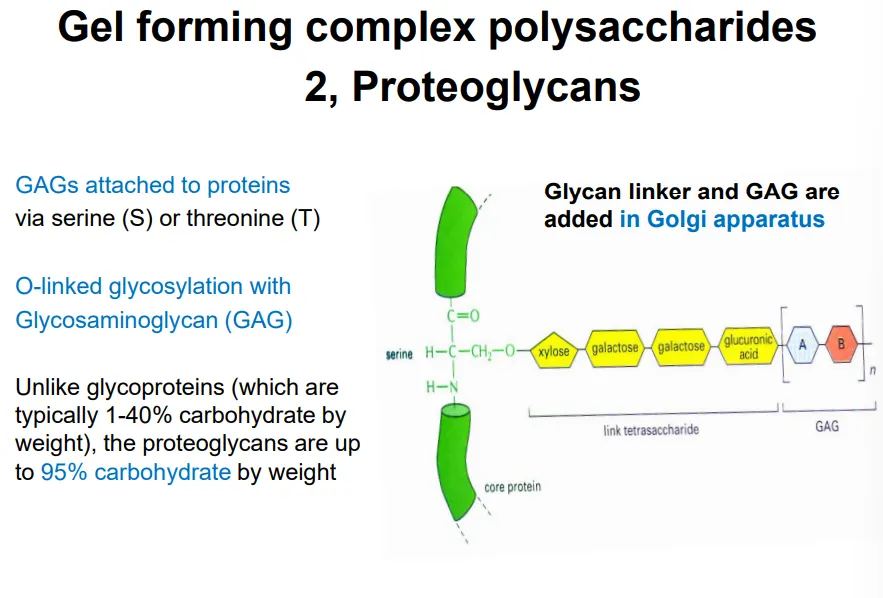 <ul><li><p>proteoglycans form part of the animal ECM</p></li><li><p>these are proteins highly modified by <strong>O-linked glycosylation</strong>, with many <strong>glycosaminoglycans </strong>(GAGs) attached via <strong>serine </strong>or <strong>threonine </strong>residues (in the <strong>golgi</strong>)</p></li></ul><p></p>