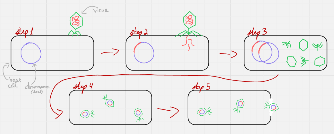 <p>what cycle does this represent?</p>
