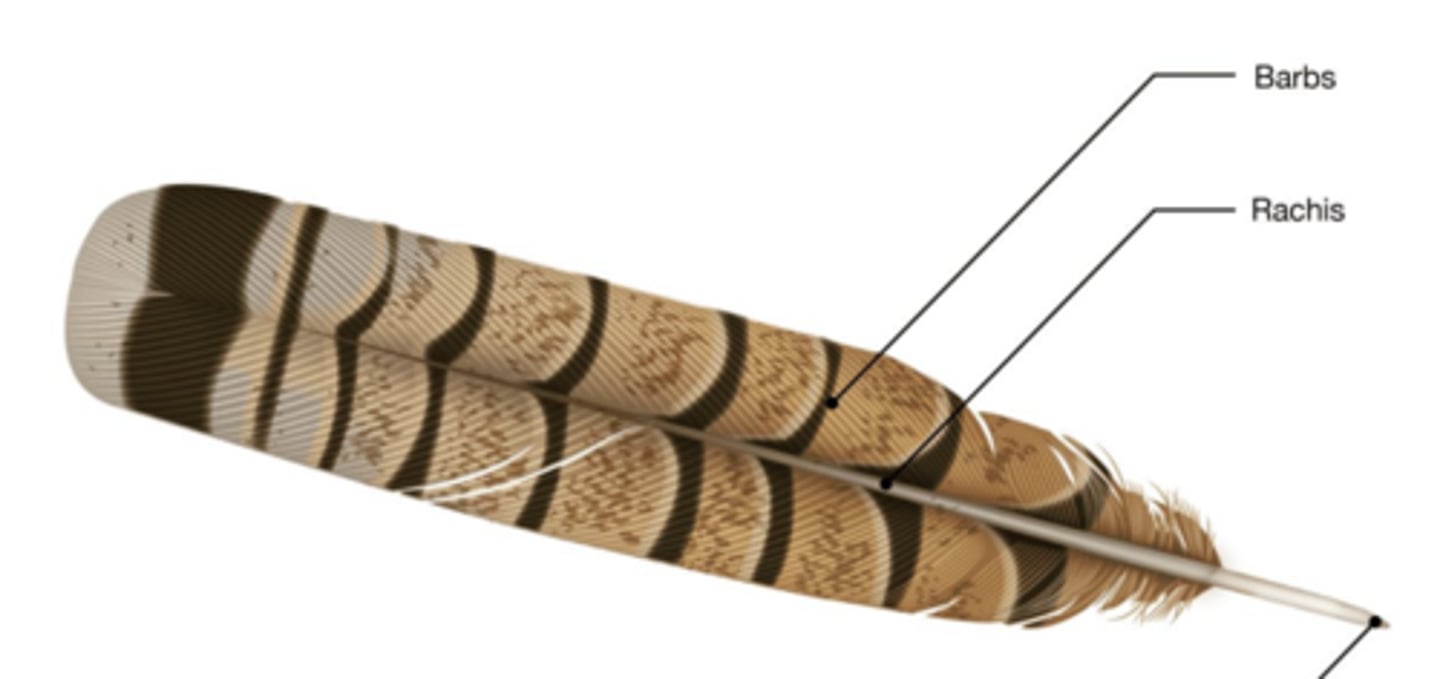 <p>What kind of feather is this?</p>