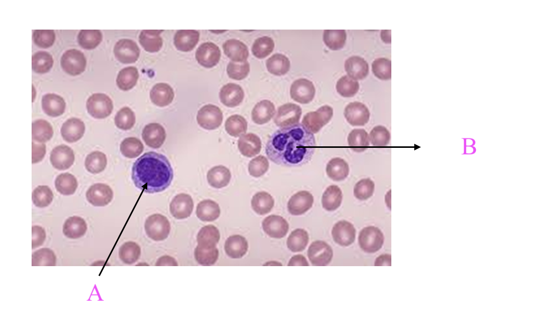 <p>What type of leukocyte is A?</p>
