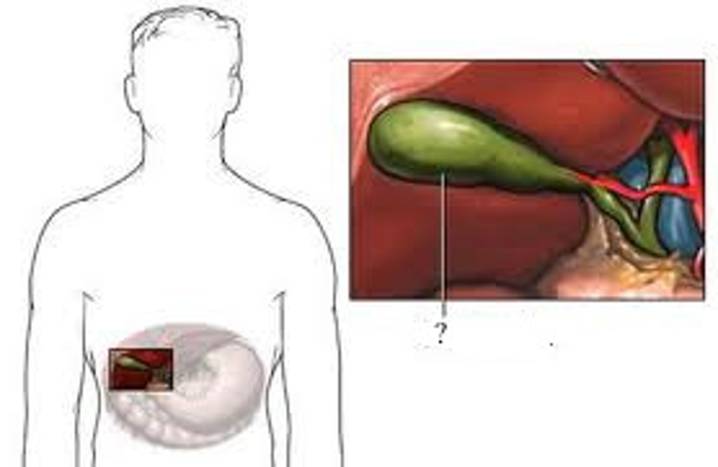 <p>gall bladder</p>