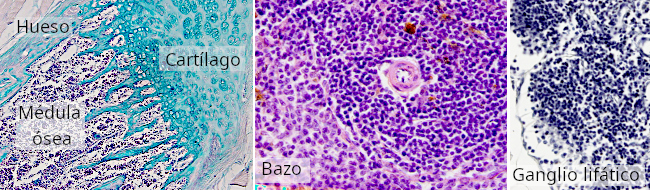 <p>Que tipo de celula es?</p>