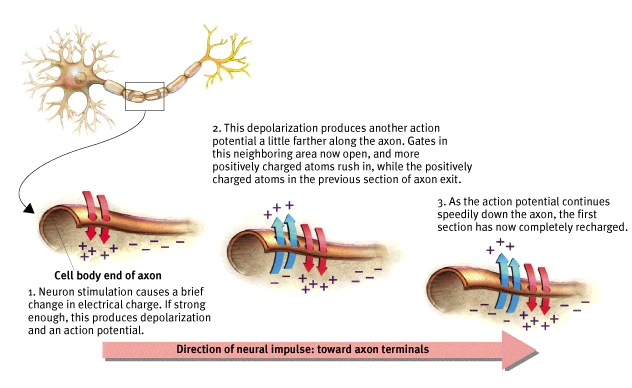 <p>What is a Nerve Impulse (or Action Potential)?</p>