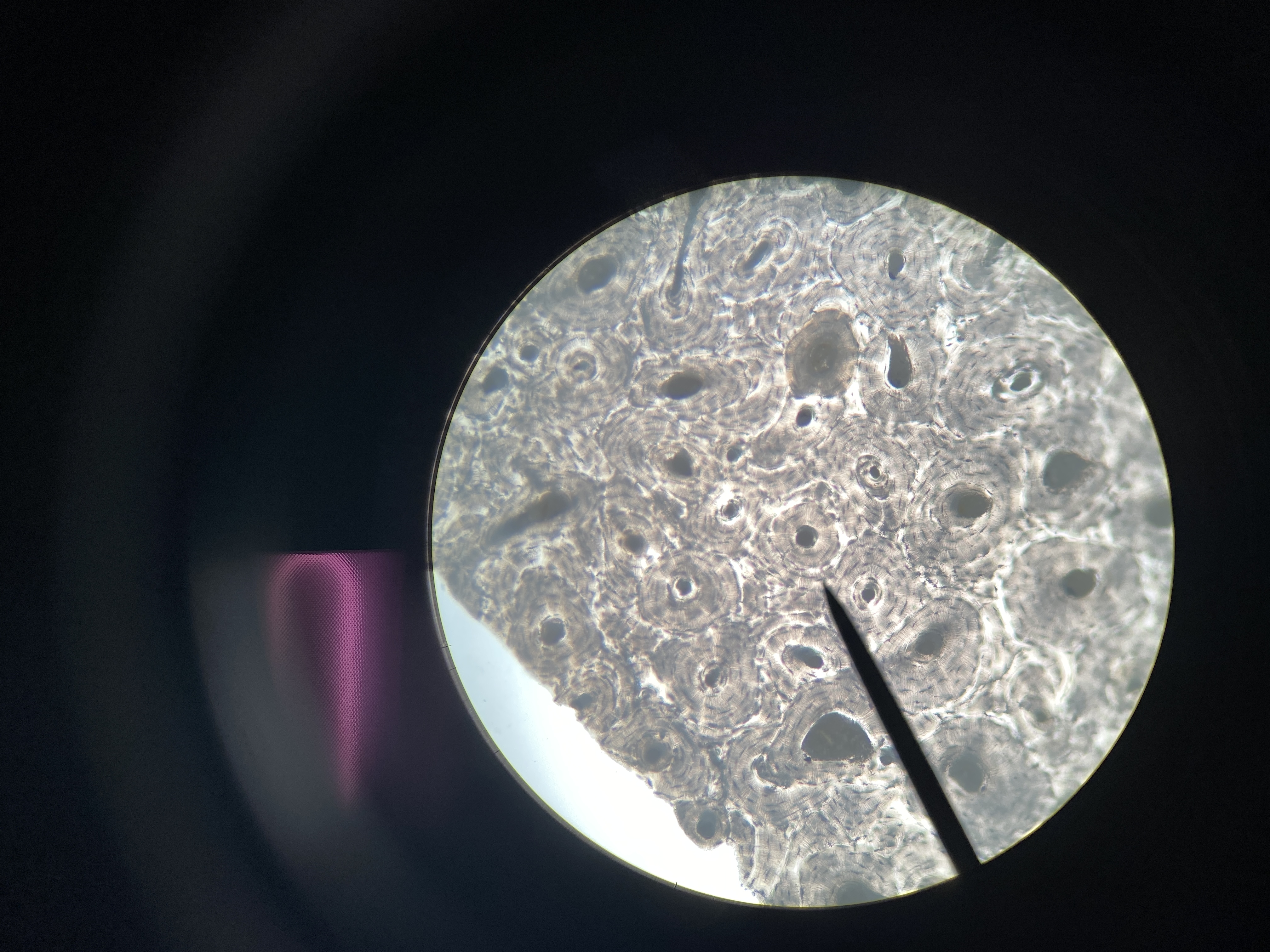 <p>Name the cell</p>