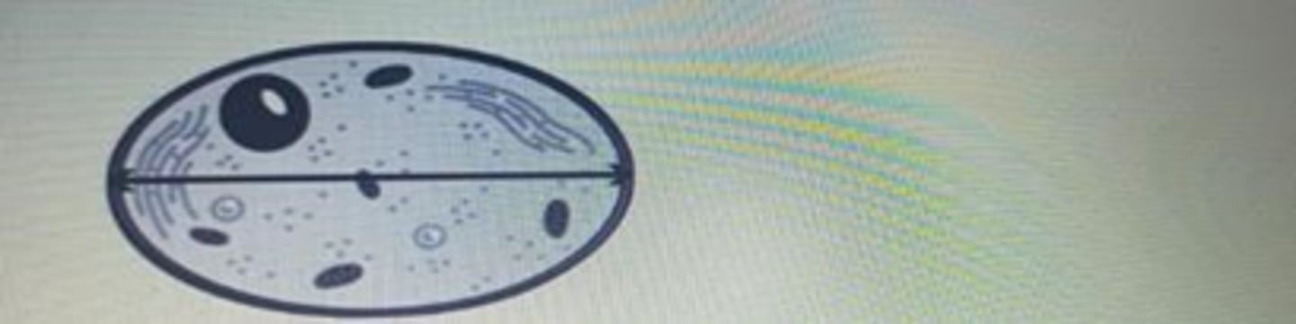 <p>diameter</p>