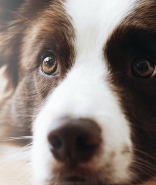 <p>most occur in middle-aged to older dogs</p><p>no specific sex or breed predilection</p>