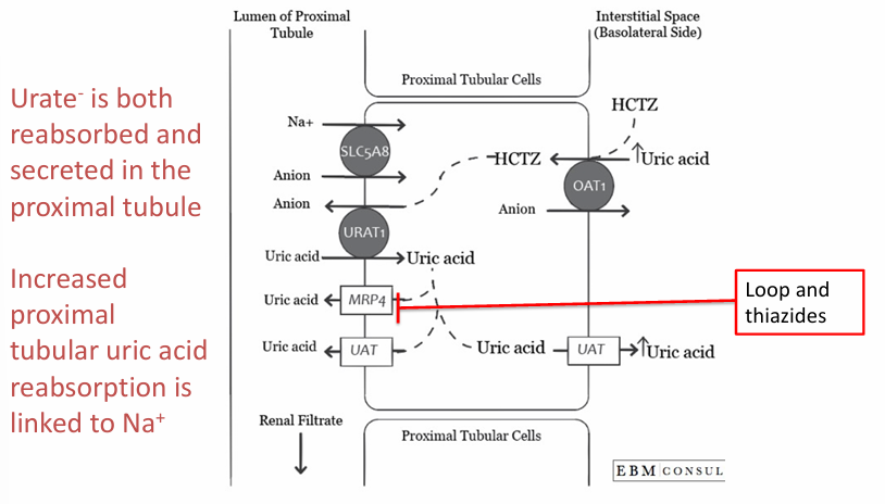 <p>-hyperuricemia</p>