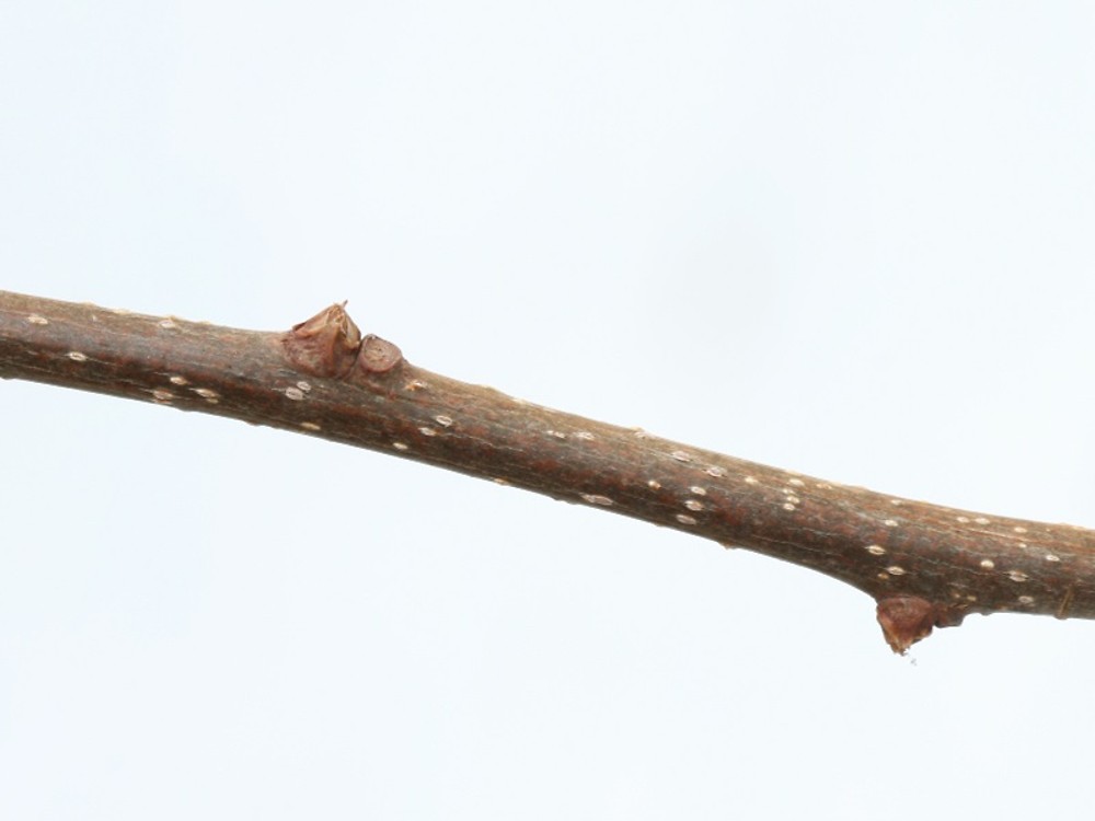 <ul><li><p>strangling vine spirals around trees, invasive</p></li><li><p>alt branch</p></li><li><p>leaves: almost circular, light green to yellow in fall</p></li><li><p>twigs: light brown w lent</p></li><li><p>buds: little orange volcano</p></li><li><p>repro: golden yellow capsules, red berries along stem</p></li></ul>