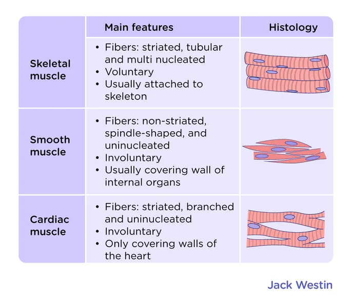 <p><span><span>Skeletal muscles attach to bones </span></span></p><p><span><span>Cardiac muscle is exclusive to the heart</span></span></p><p><span><span>Smooth muscle lines hollow organs like intestines and blood vessels</span></span></p>