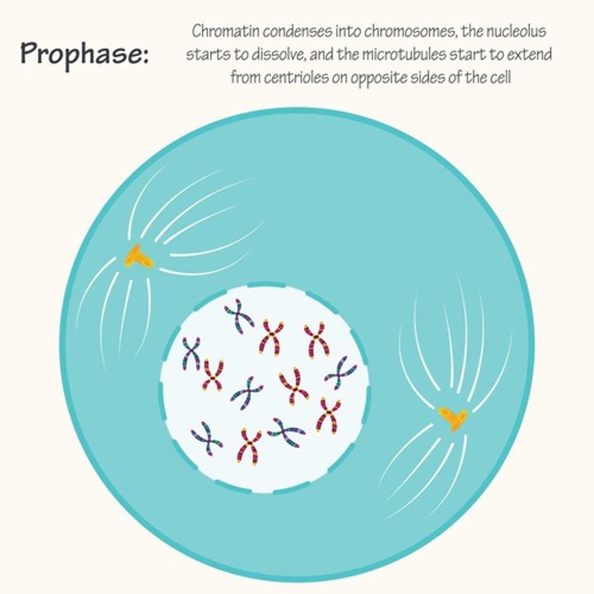 <p>Cromosomes condense &amp; are visible as sister chromatids (in X's)</p><p>Nuclear membrane dissapears</p><p>Spindle fibers form out of contrioles</p>