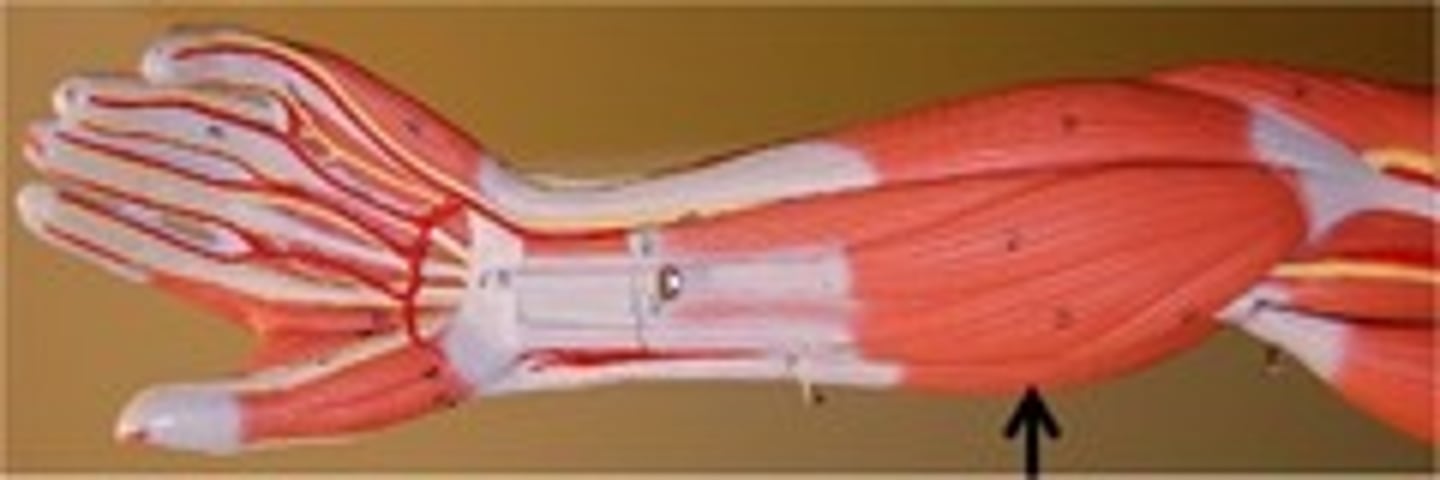 <p>What is indicated?</p>