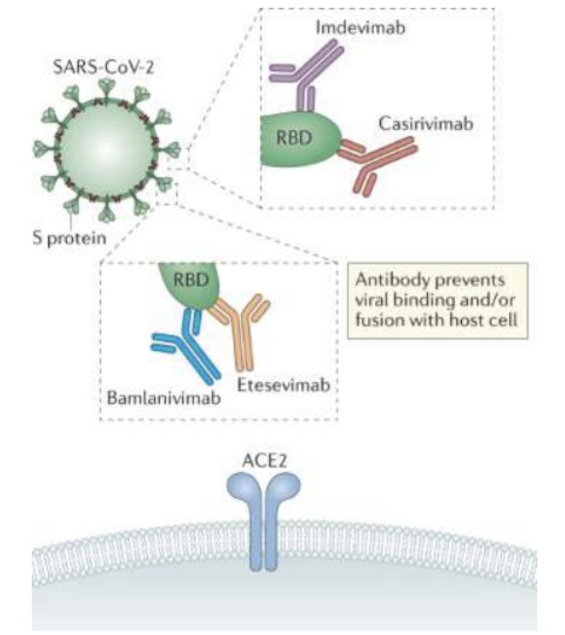 <p><strong>Monoclonal antibodies</strong></p>