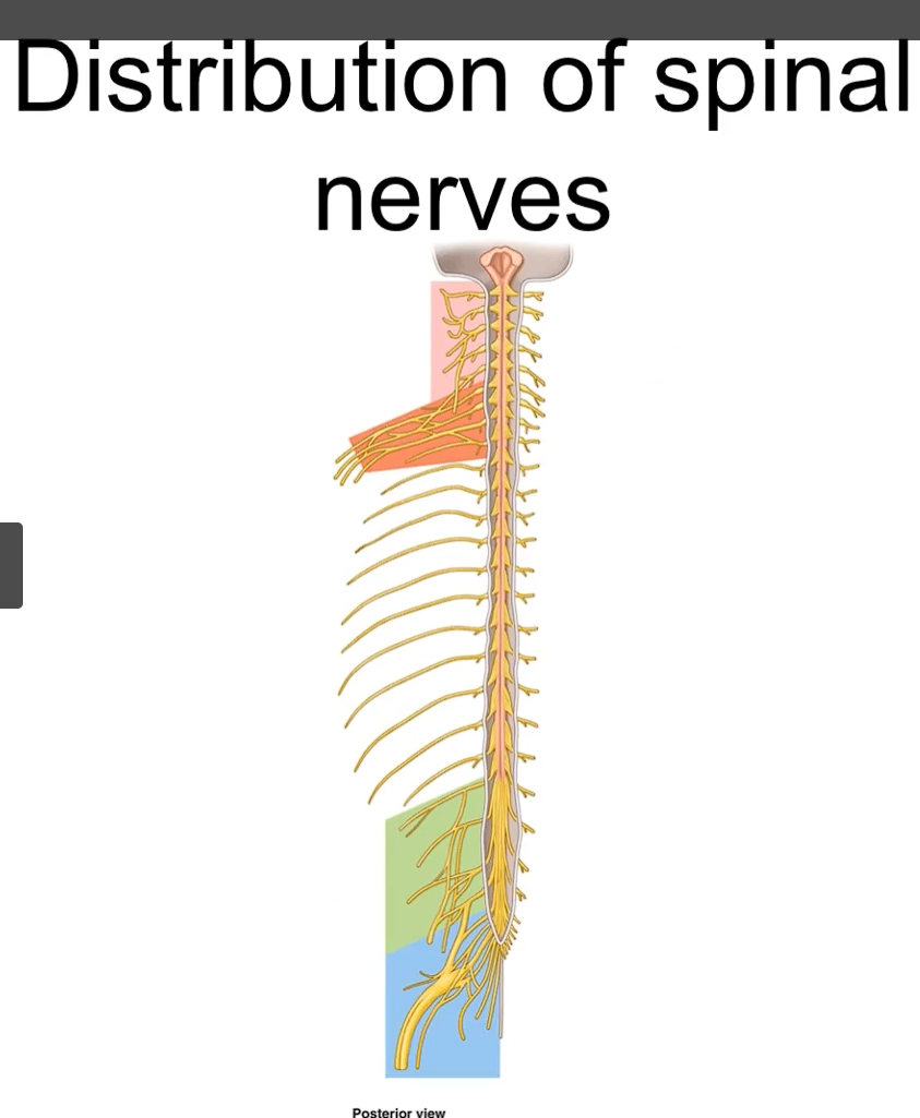 <p>you can see the spinal nerves exit at the different levels of the spinal cord</p><p>at the thoracic level (the white area), you see a single interior rami that is going to be distributed across the different areas of the anterolateral body wall.</p><p>however, there are other areas where the spinal nerves end up mixing together with other nerves, and this area is called plexi.</p><p>plexi: areas where spinal nerves mix together with other nerves. </p>