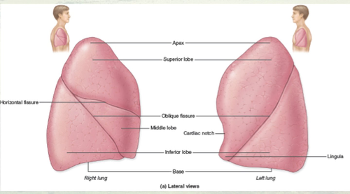 <p>- 3 lobes on right</p><p>- 2 lobes on left</p>