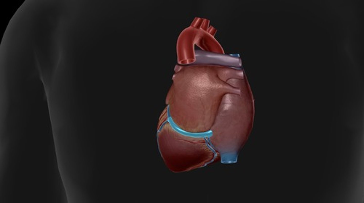 <p>enlarged vessel on the posterior aspect of the heart that empties blood into the right atrium</p>