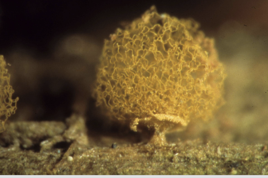 <p>Arcyria pomiformes</p>