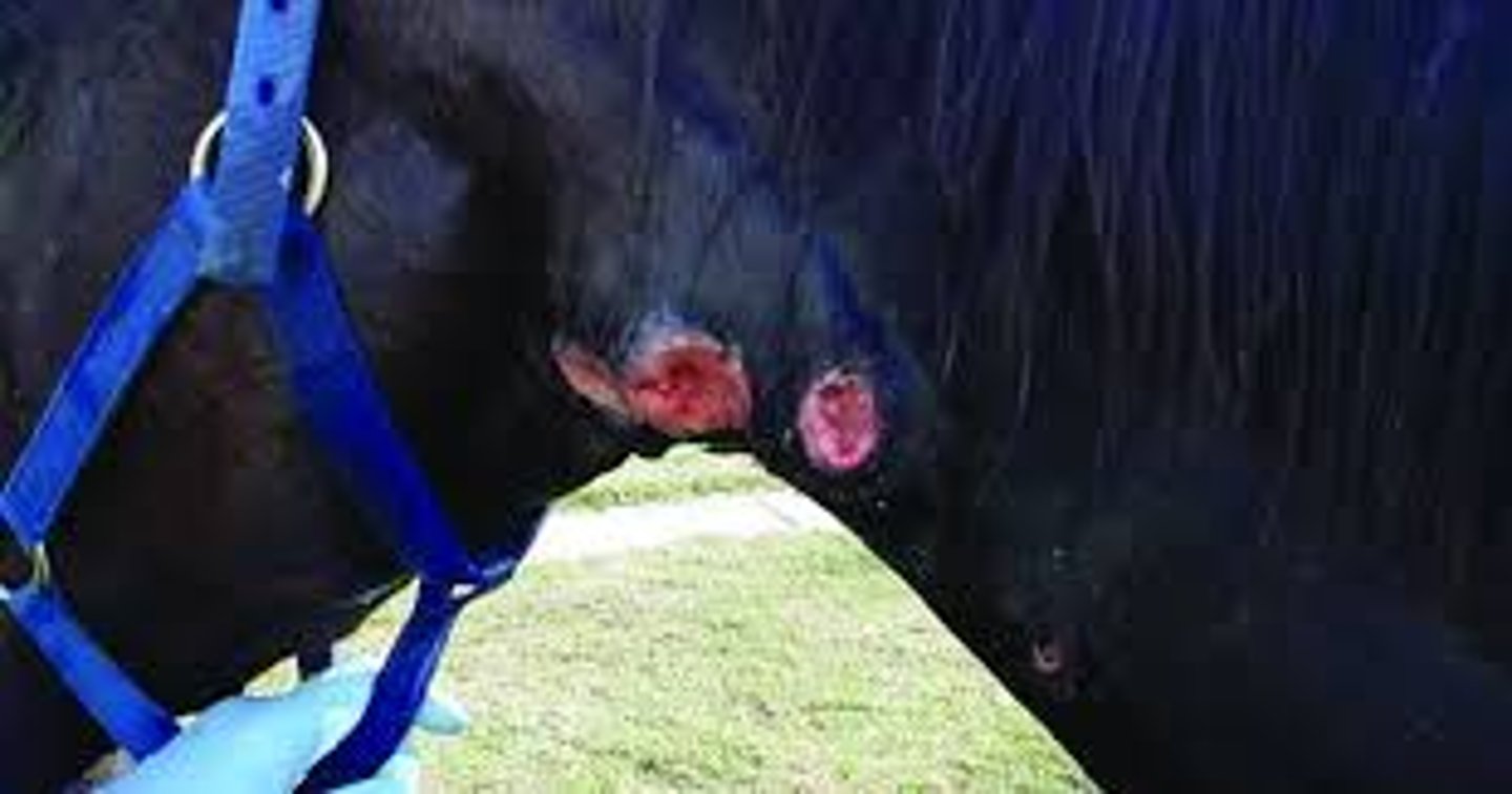 <p>This horse also has nasal discharge. What disease does it likely have?</p>