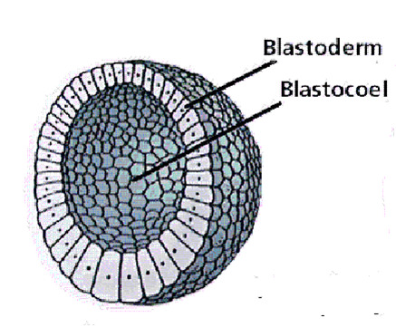 <p>a hollow structure that forms after a solid morula, 16-32 cell stage of development of an animal</p>