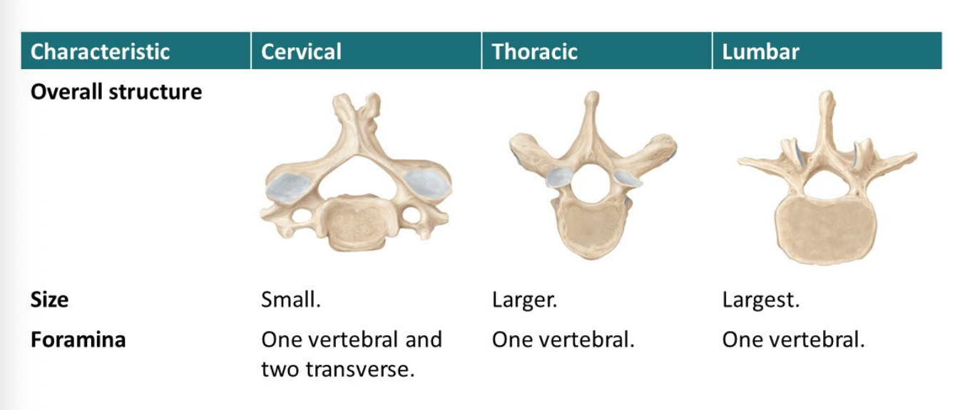 <p>Consist of a body (weight bearing) and vertebral arch (pedicle and laminate).</p><p>Several processes (attachments for muscle)</p>