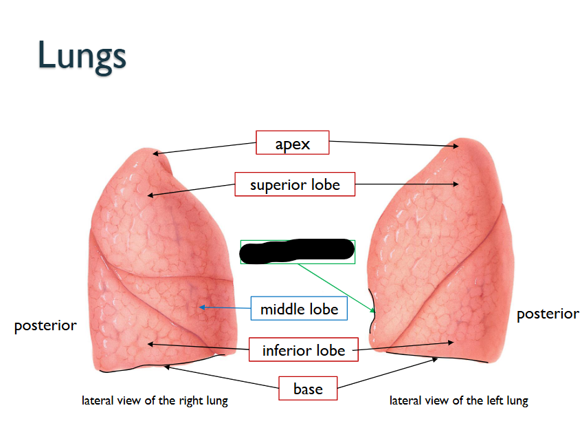 <p>What structure is this within the <strong>Lungs?</strong></p>